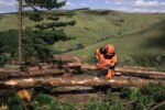 Husqvarna 565 Chainsaw - Image 2
