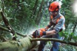 Husqvarna 555 Chainsaw - Image 2